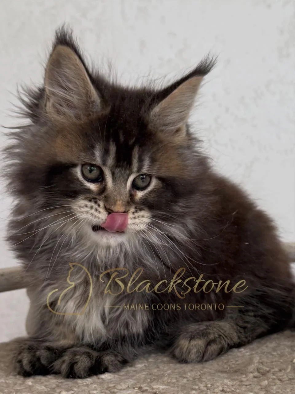 eZy Watermark_16-06-2026_10-01-43-5000AM.JPG