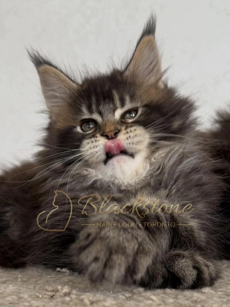 eZy Watermark_16-06-2026_10-01-43-8010AM.JPG