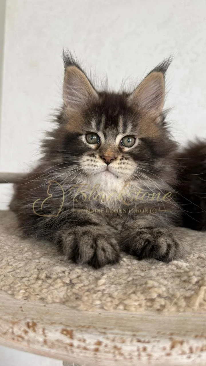 eZy Watermark_16-06-2026_10-01-44-1200AM.JPG