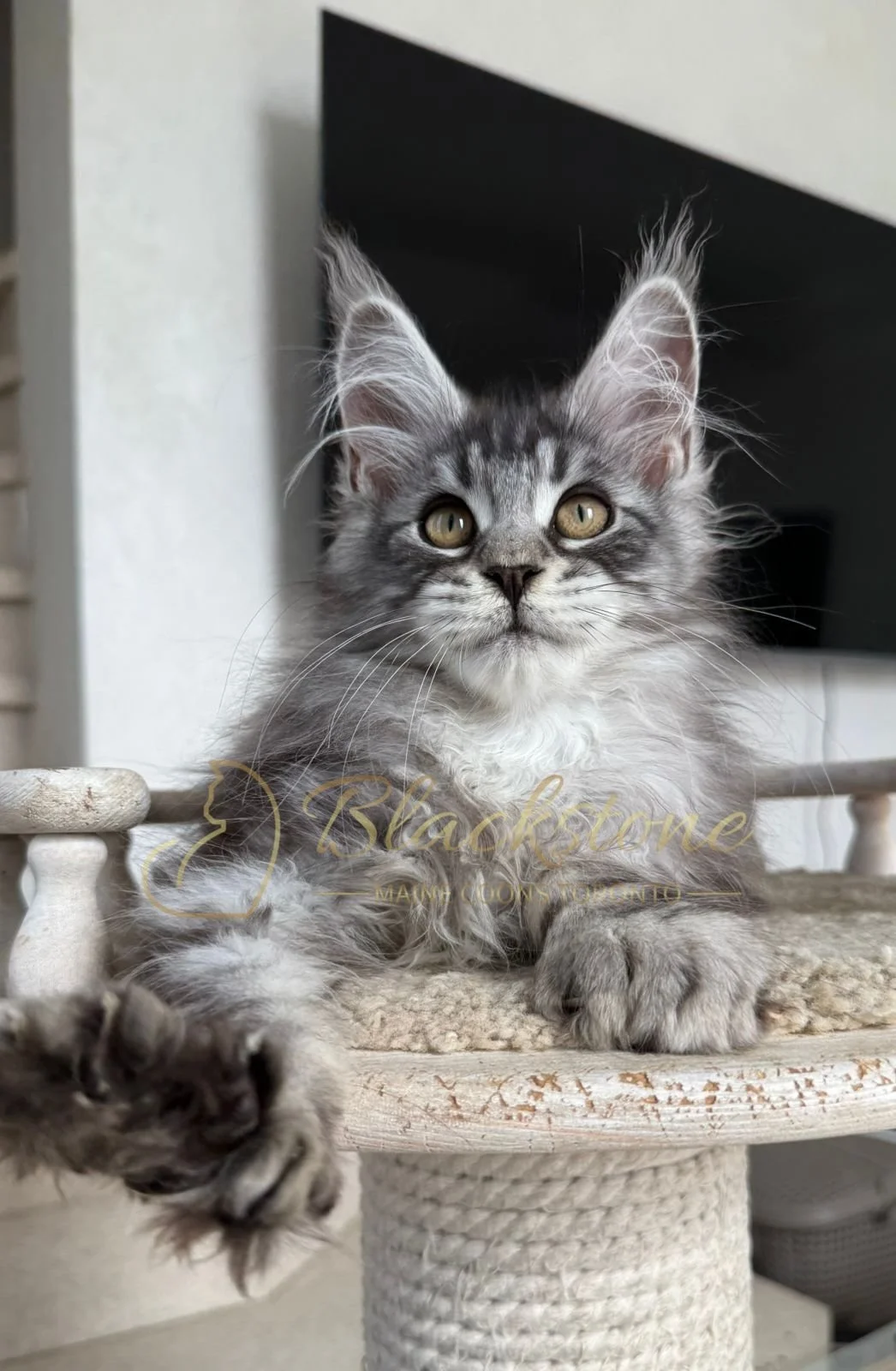 eZy Watermark_16-06-2026_10-08-55-0120AM.JPG