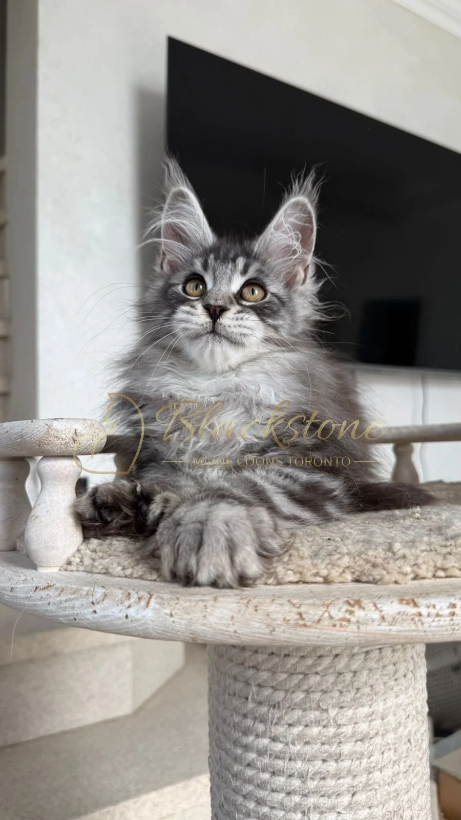eZy Watermark_16-06-2026_10-08-55-4470AM.JPG