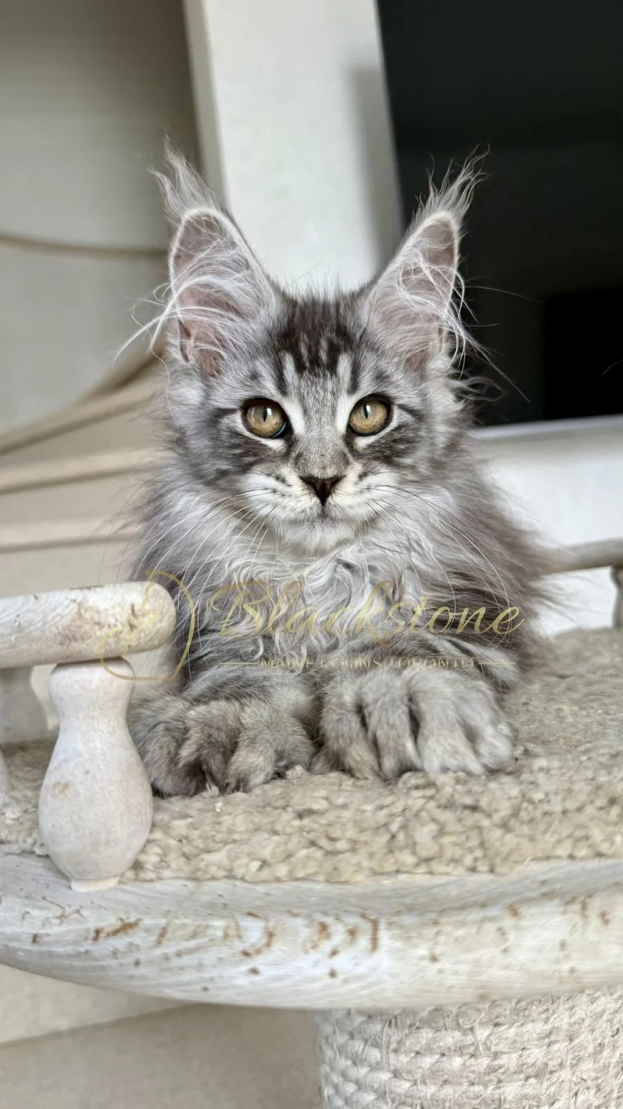 eZy Watermark_16-06-2026_10-08-55-8950AM.jpg