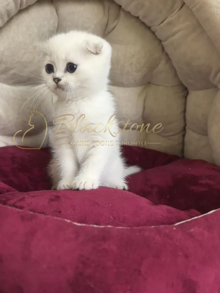 eZy Watermark_03-06-2026_01-29-57-8810PM.JPG
