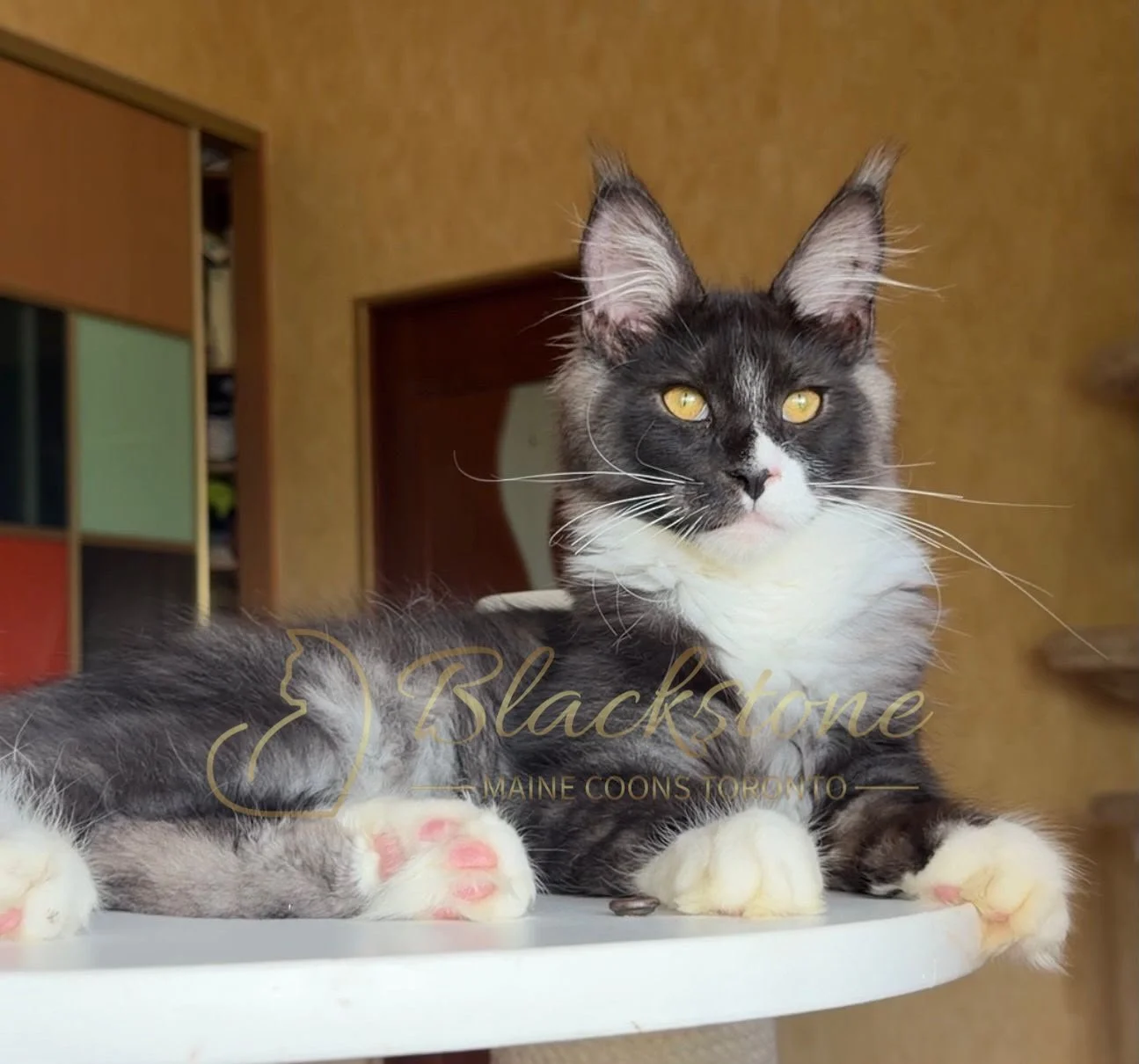 eZy Watermark_28-06-2026_03-08-31-1210PM.JPG