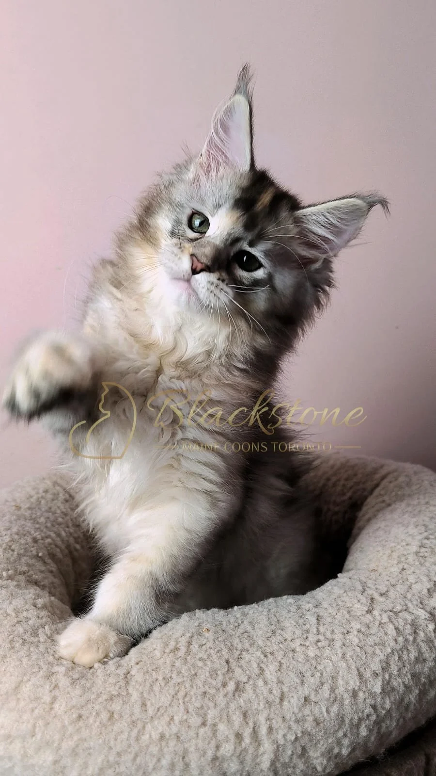 eZy Watermark_28-06-2026_12-03-47-5610PM.JPG