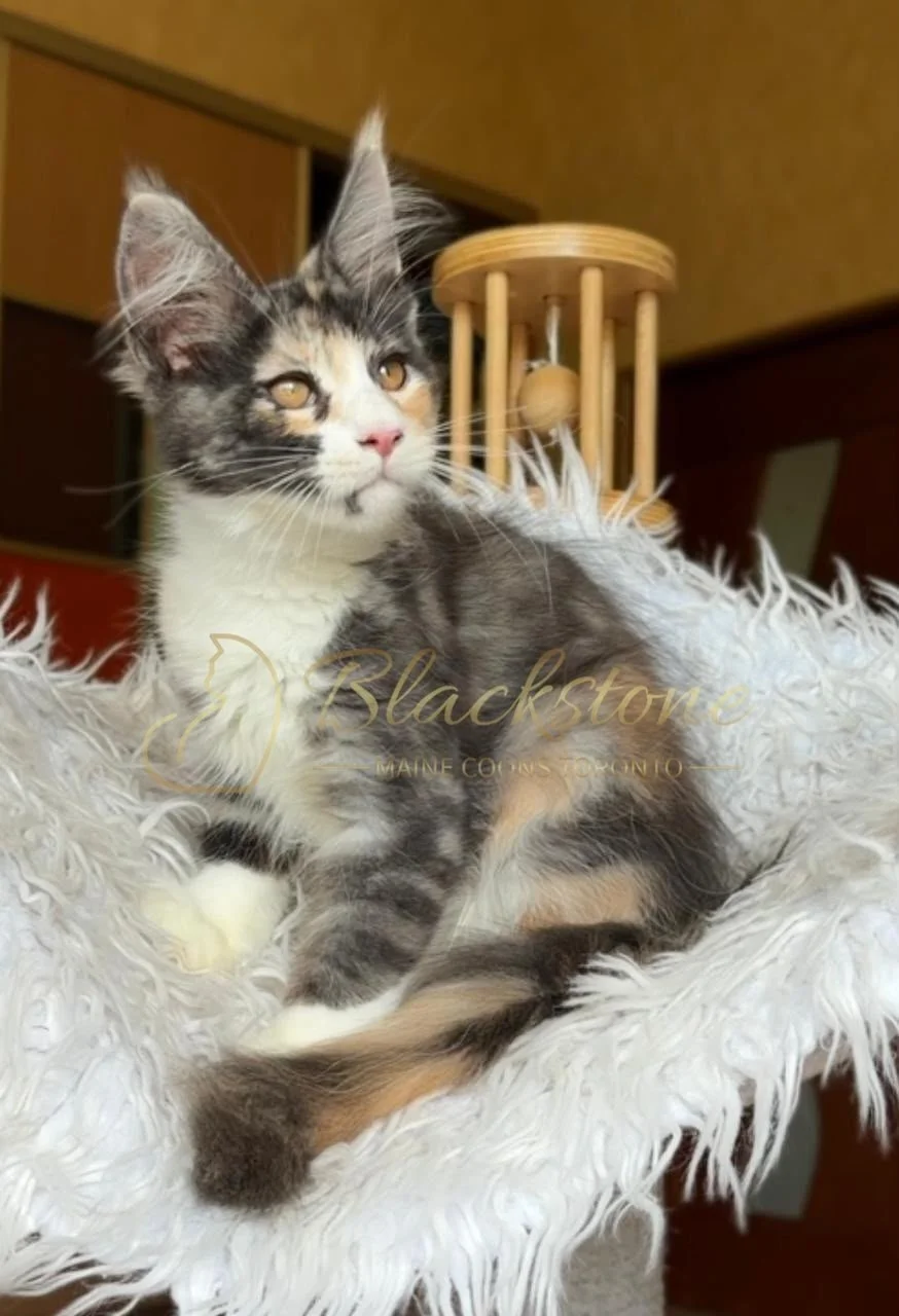 eZy Watermark_28-06-2026_03-08-31-4690PM.JPG