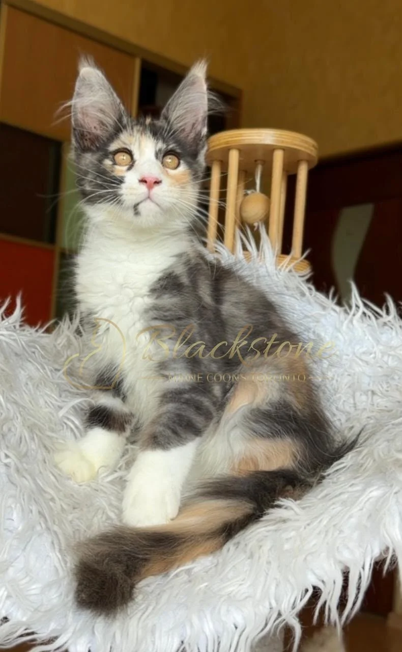 eZy Watermark_28-06-2026_03-08-31-7300PM.JPG