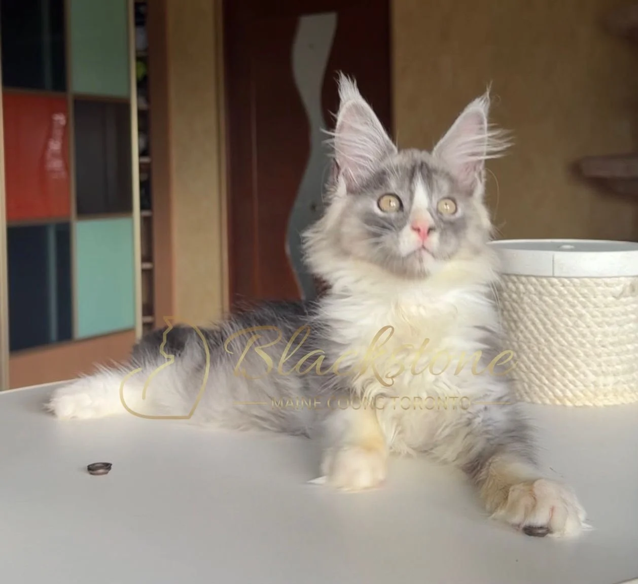 eZy Watermark_28-06-2026_12-14-14-6300PM.JPG