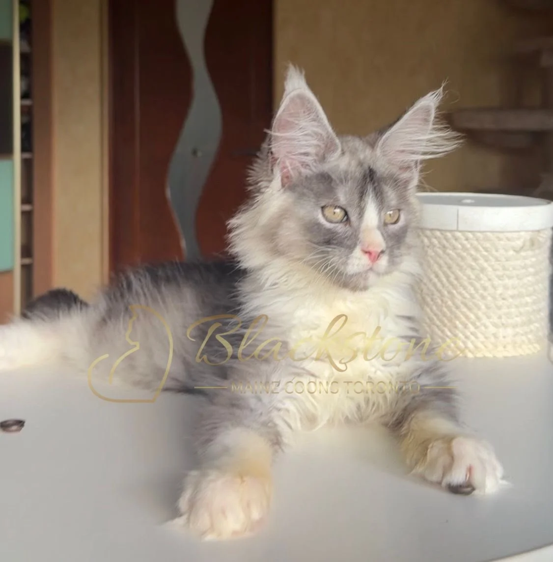 eZy Watermark_28-06-2026_12-14-14-8740PM.JPG