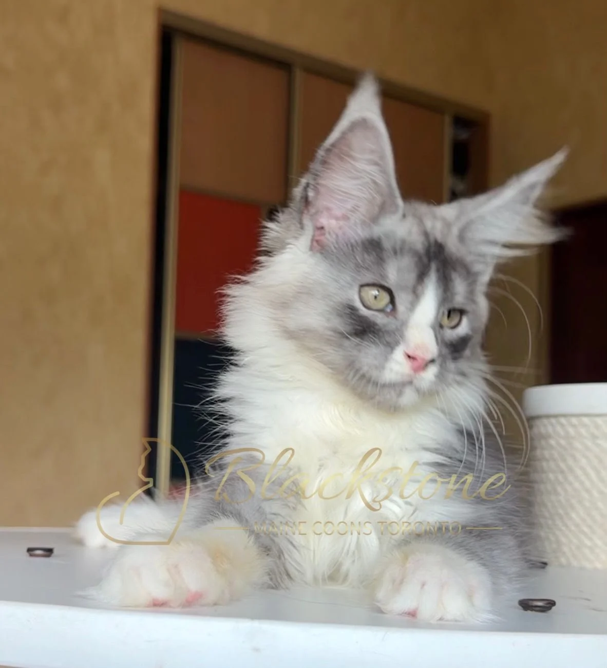 eZy Watermark_28-06-2026_12-14-14-9670PM.JPG