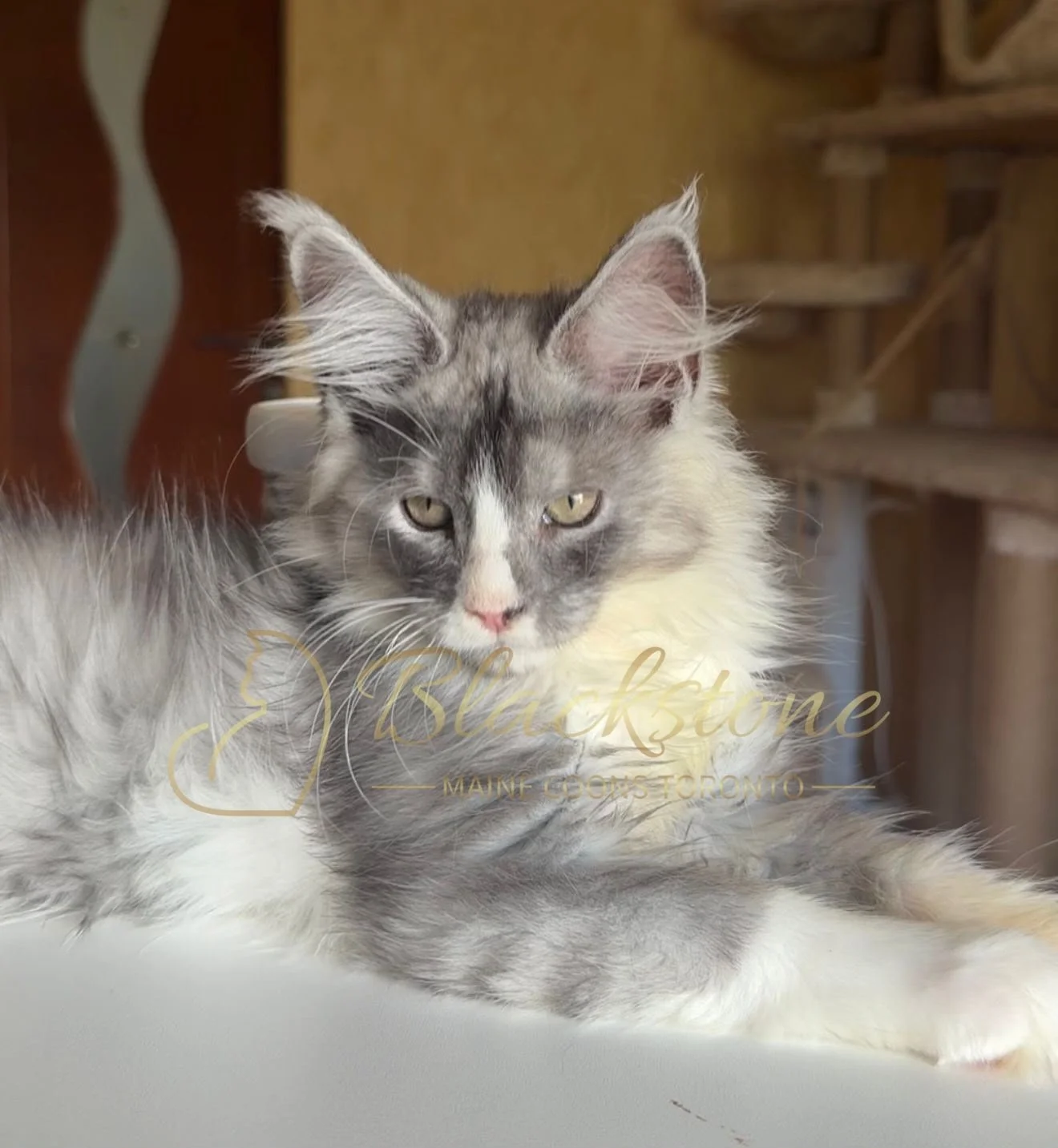 eZy Watermark_28-06-2026_12-14-15-2170PM.JPG