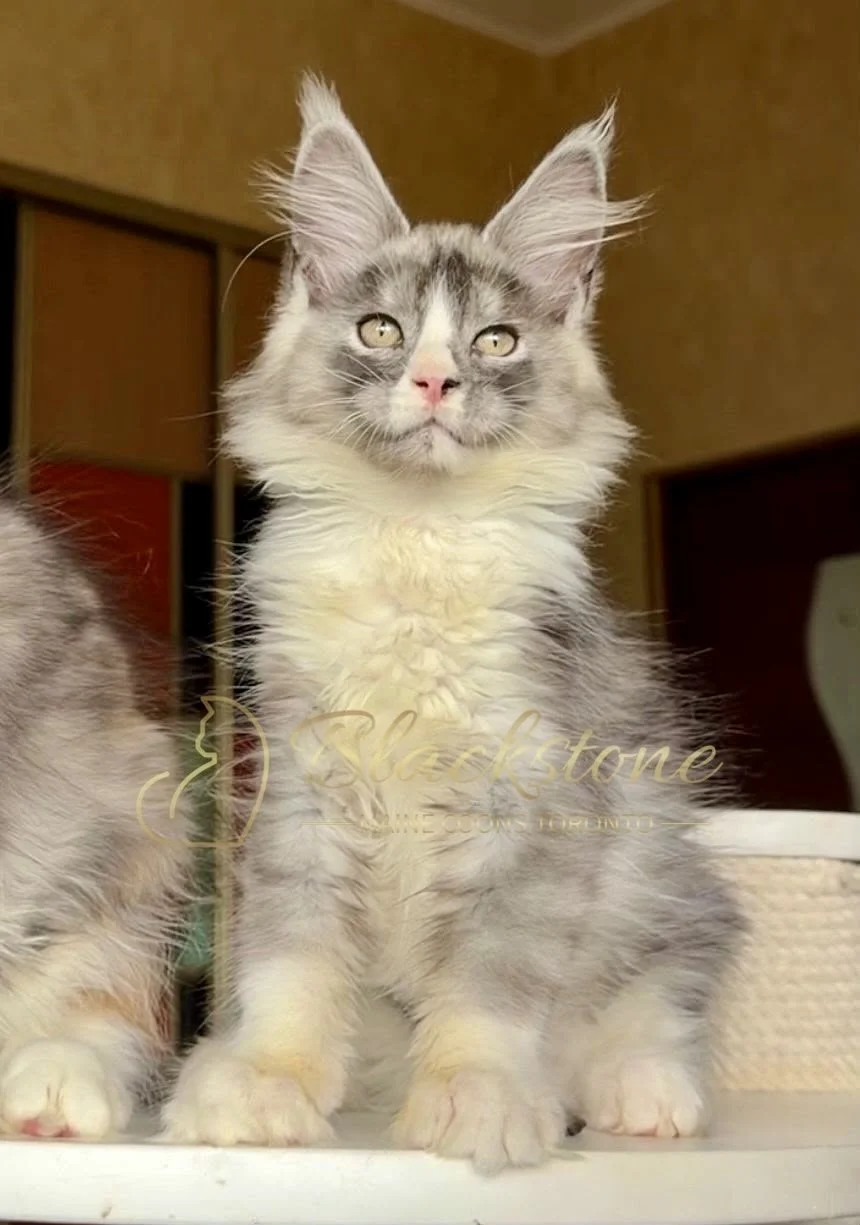 eZy Watermark_28-06-2026_12-14-15-2980PM.jpg