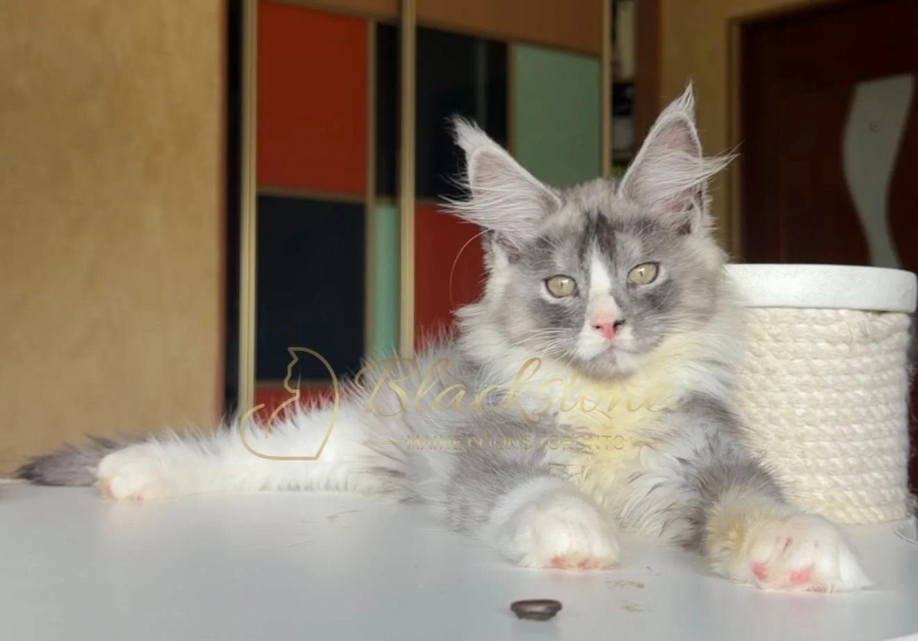 eZy Watermark_28-06-2026_12-14-15-3810PM.JPG