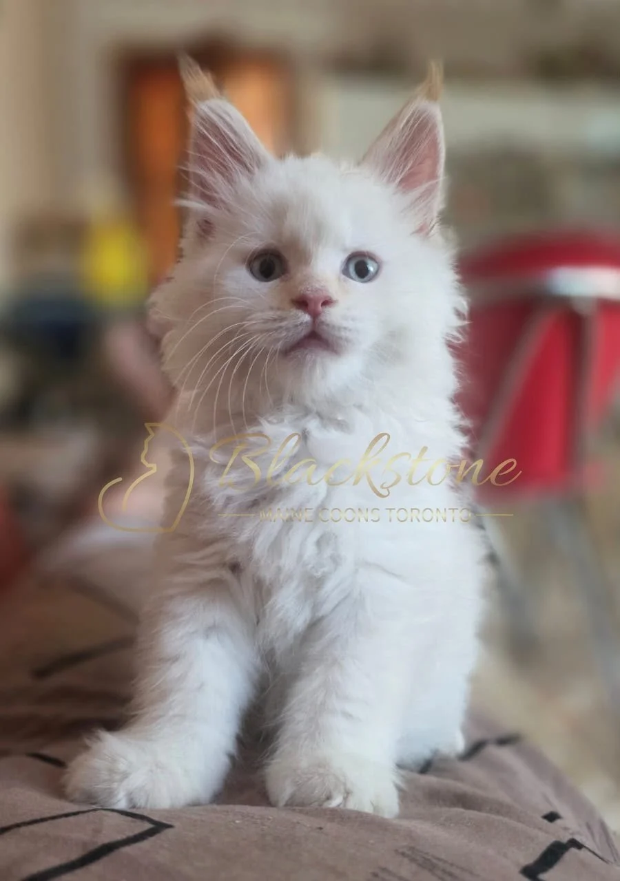 eZy Watermark_28-06-2026_03-08-32-3410PM.JPG