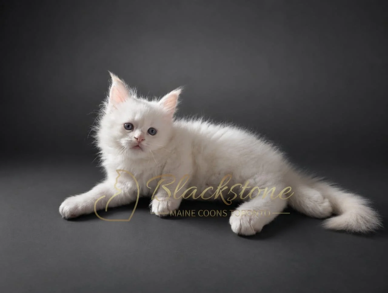 eZy Watermark_28-06-2026_03-08-32-8570PM.JPG