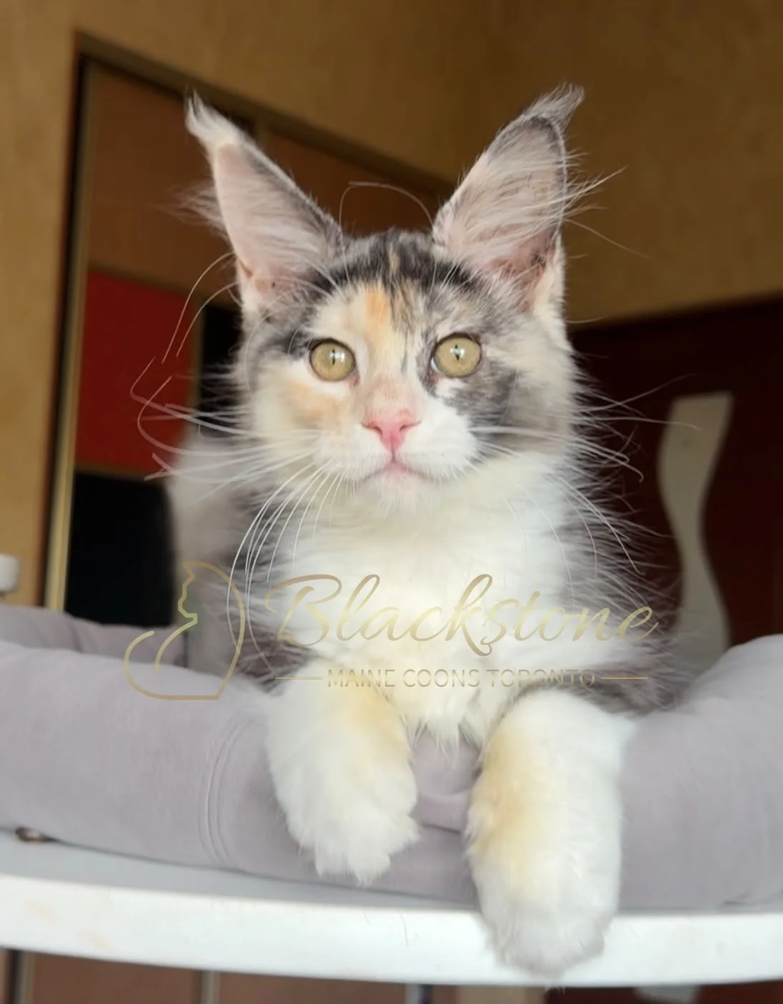 eZy Watermark_30-06-2026_01-46-24-2700PM.JPG