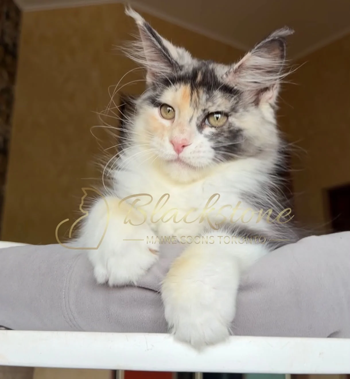 eZy Watermark_30-06-2026_01-46-24-1610PM.JPG