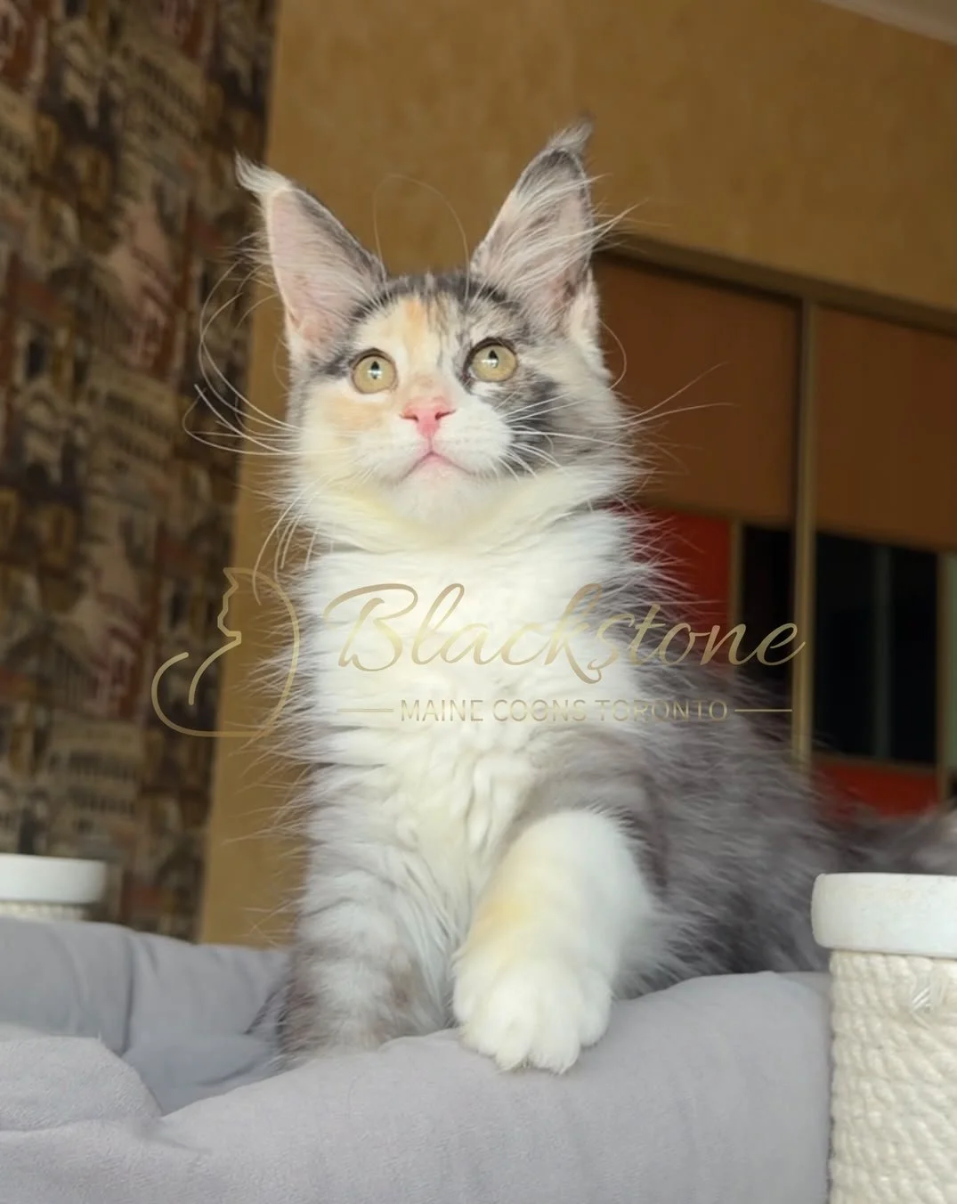 eZy Watermark_30-06-2026_01-46-24-4690PM.JPG