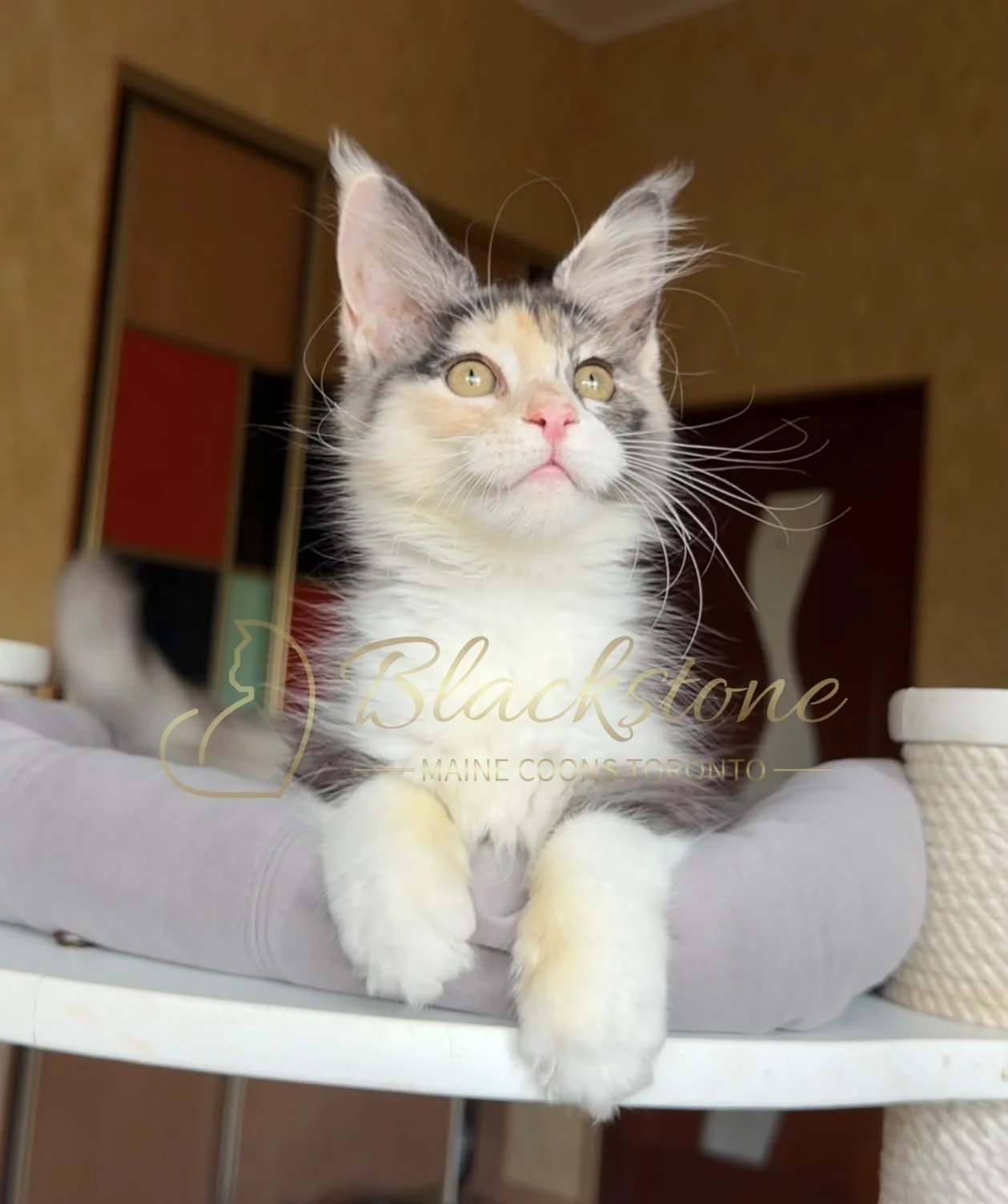 eZy Watermark_30-06-2026_01-46-24-5700PM.JPG