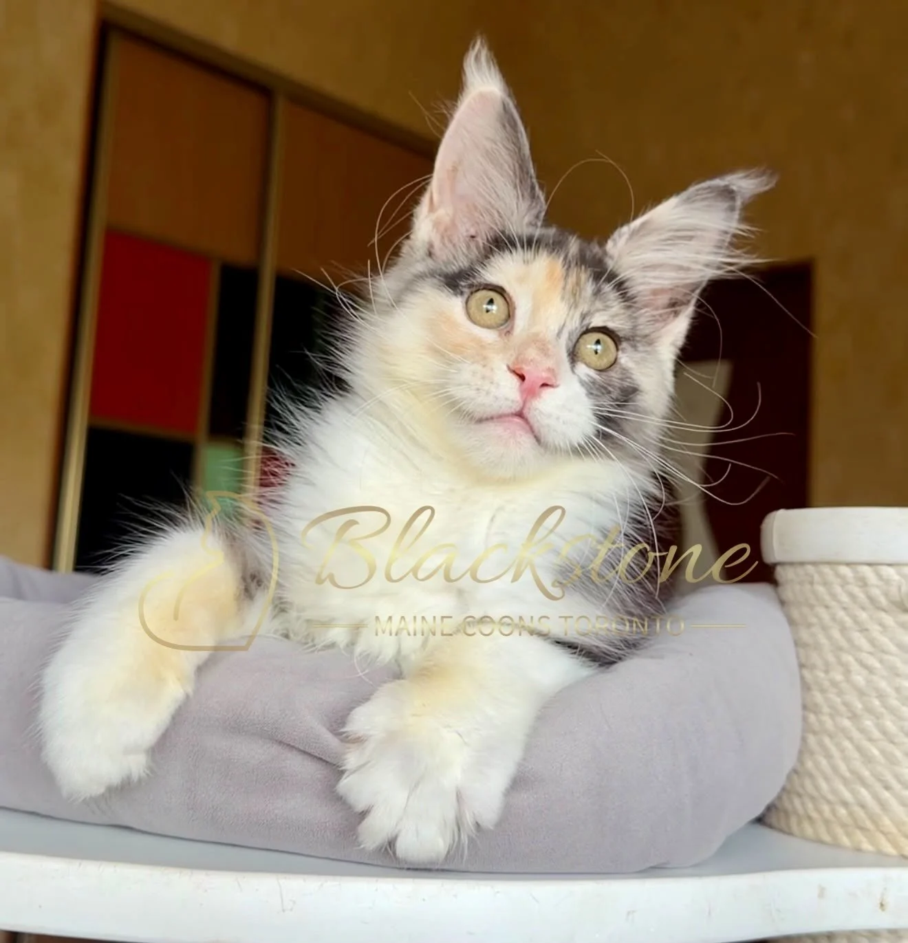eZy Watermark_30-06-2026_01-46-24-6690PM.jpg
