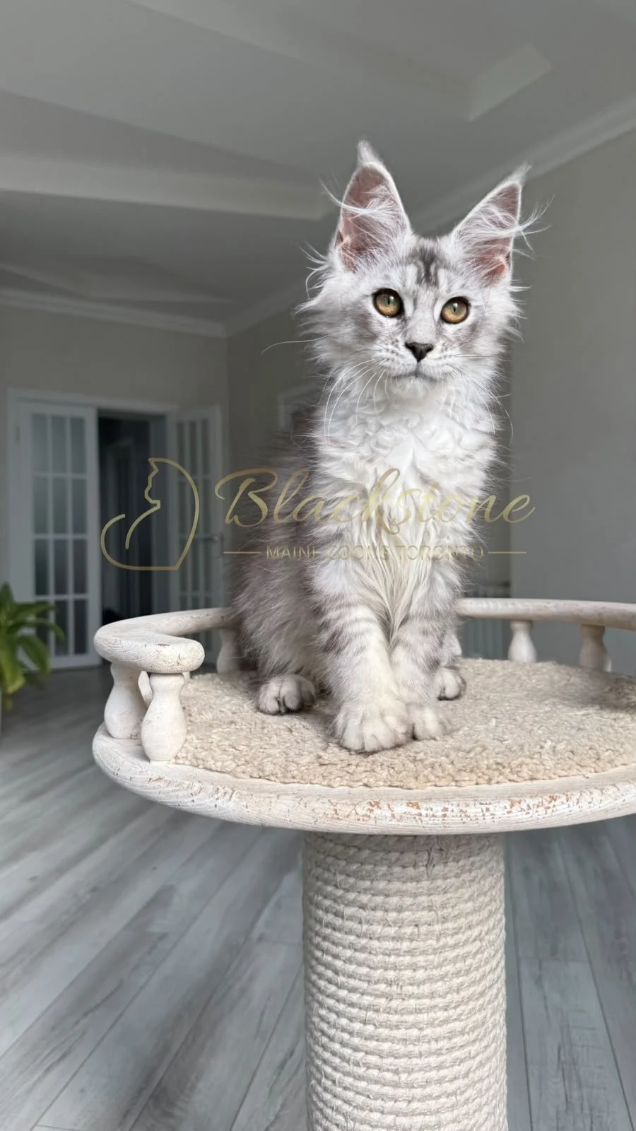 eZy Watermark_30-06-2026_01-46-26-6840PM.JPG
