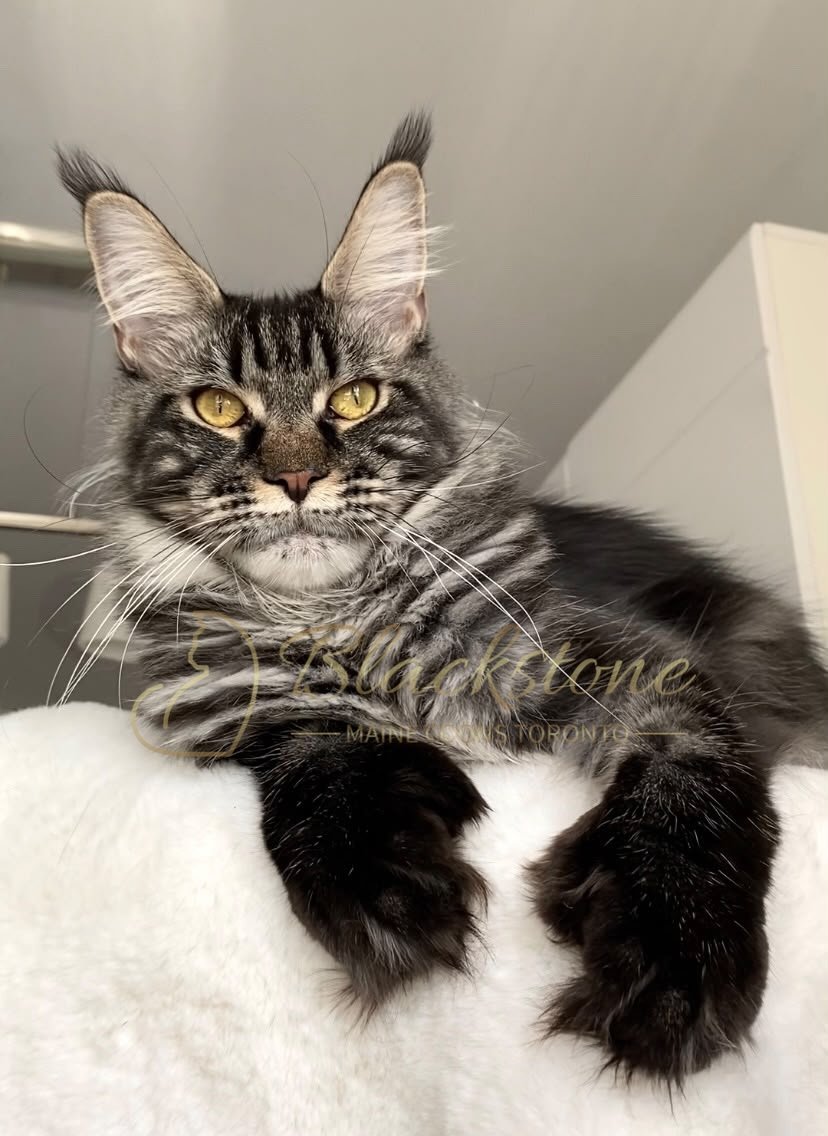 eZy Watermark_01-07-2026_06-45-01-1890PM.JPG