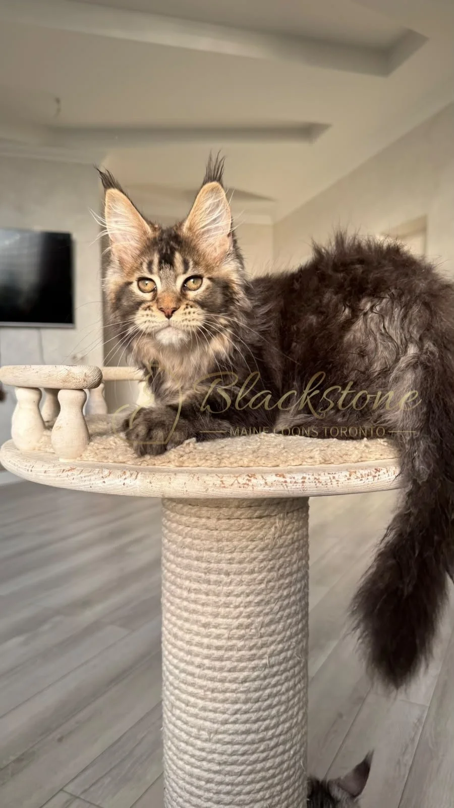 eZy Watermark_05-07-2026_05-25-14-8420PM.JPG