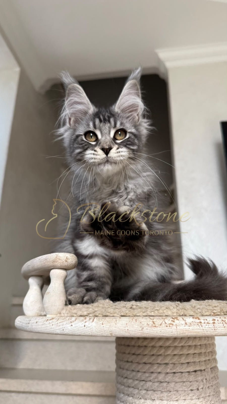 eZy Watermark_05-07-2026_05-25-13-3210PM.JPG