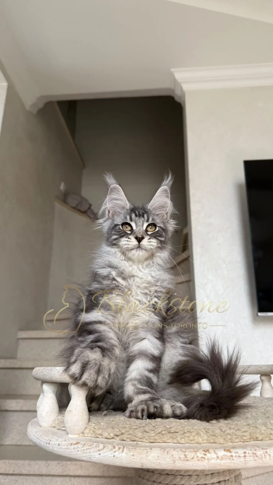 eZy Watermark_05-07-2026_05-25-13-5930PM.JPG