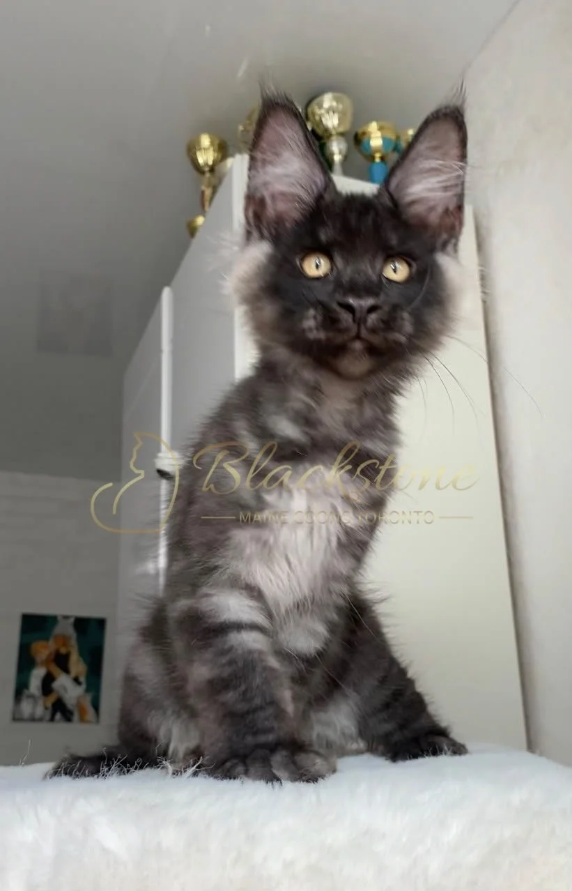 eZy Watermark_07-08-2026_10-48-35-8320AM.JPG