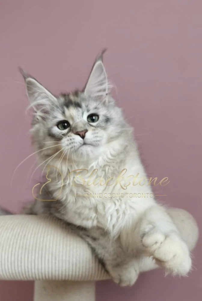 eZy Watermark_11-07-2026_10-23-37-5890AM.JPG