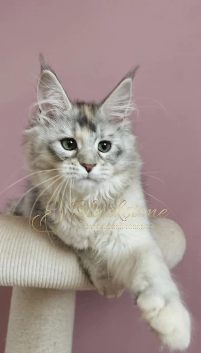 eZy Watermark_11-07-2026_10-23-37-7580AM.JPG
