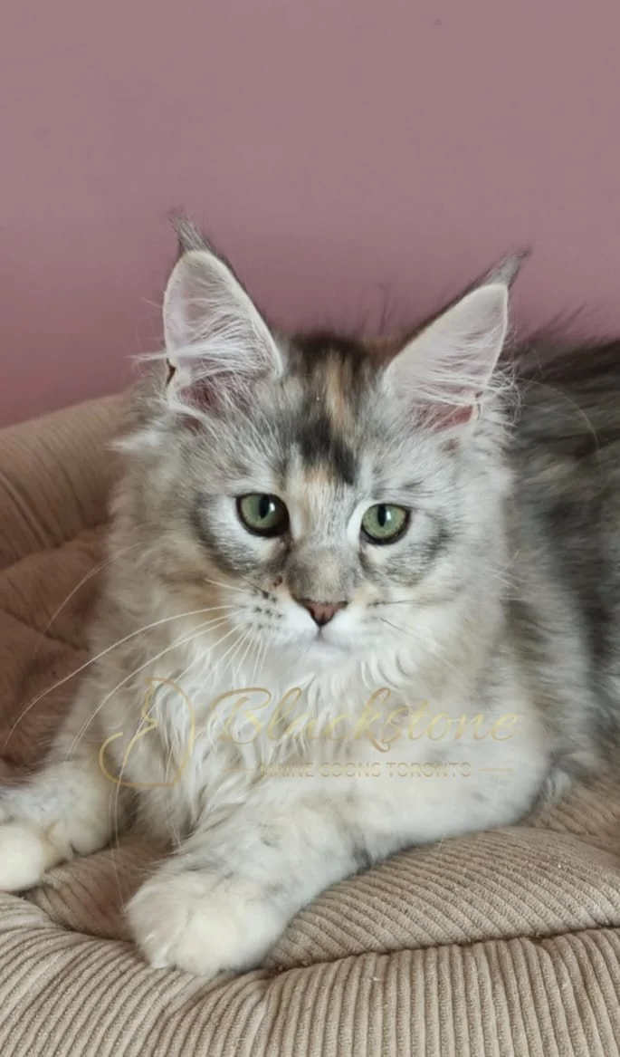 eZy Watermark_11-07-2026_10-23-37-9150AM.JPG