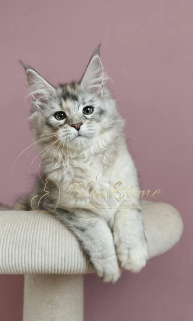 eZy Watermark_11-07-2026_10-23-38-2540AM.JPG