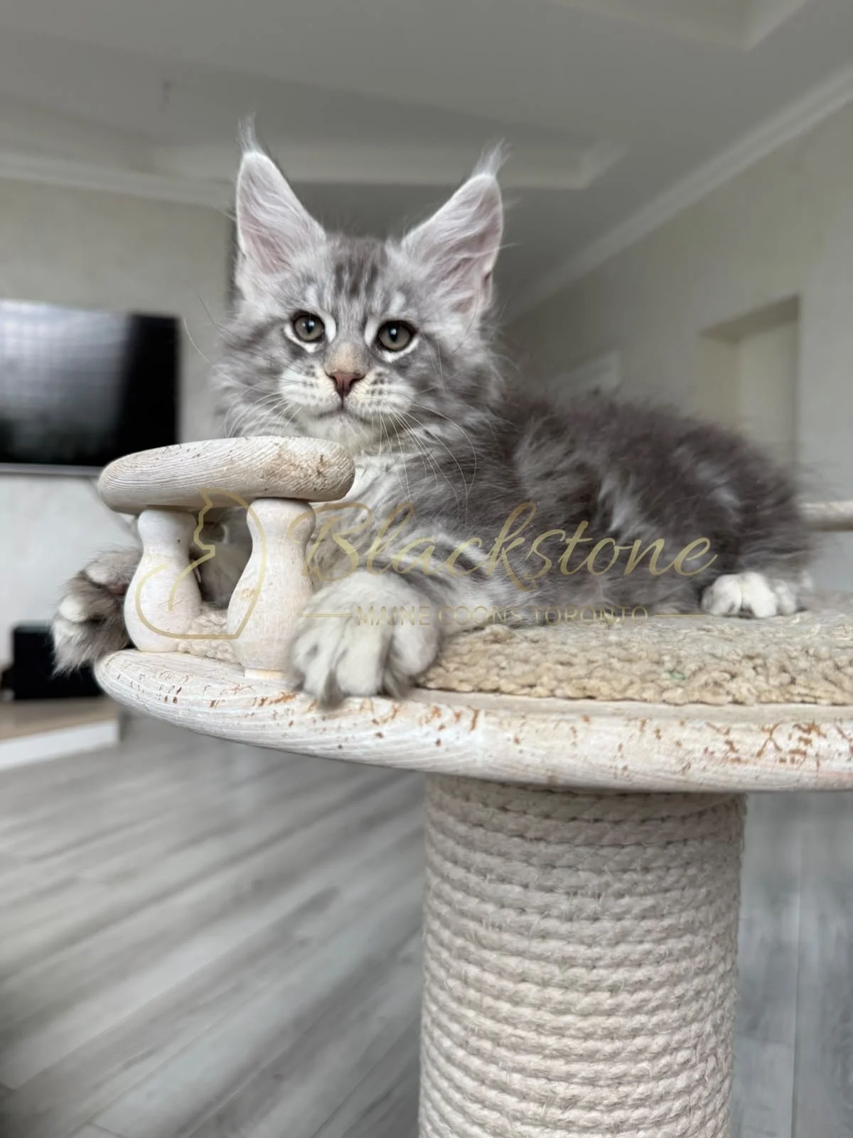 eZy Watermark_07-08-2026_11-37-51-7100AM.JPG