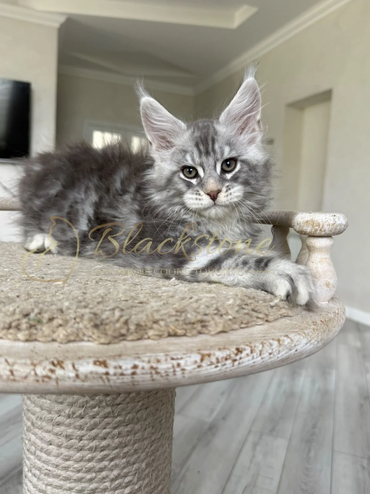 eZy Watermark_07-08-2026_11-37-52-0110AM.JPG