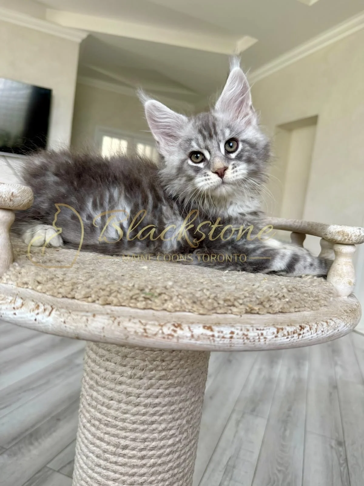 eZy Watermark_07-08-2026_11-37-52-1170AM.jpg