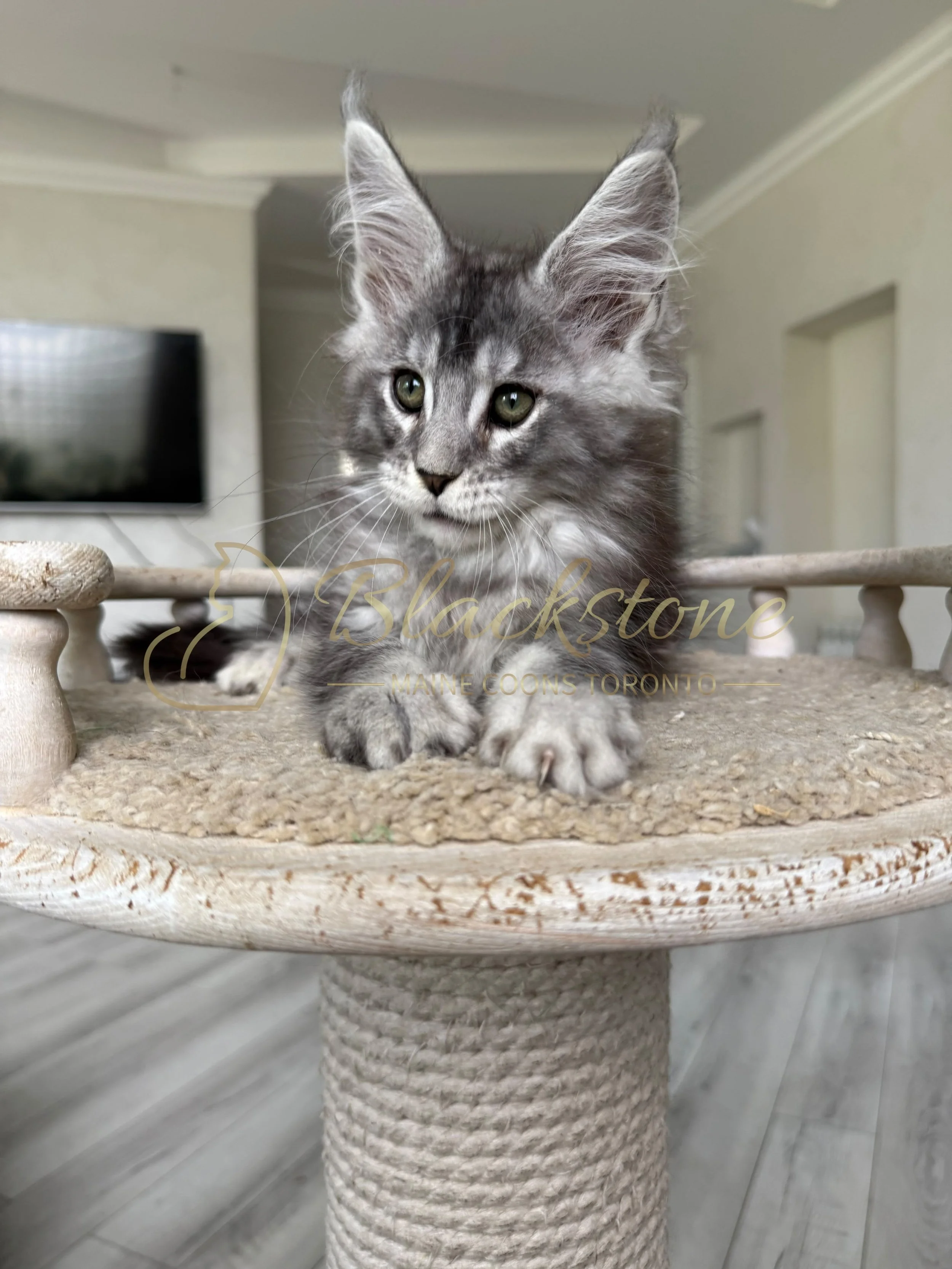 eZy Watermark_07-08-2026_11-33-57-8520AM.JPG