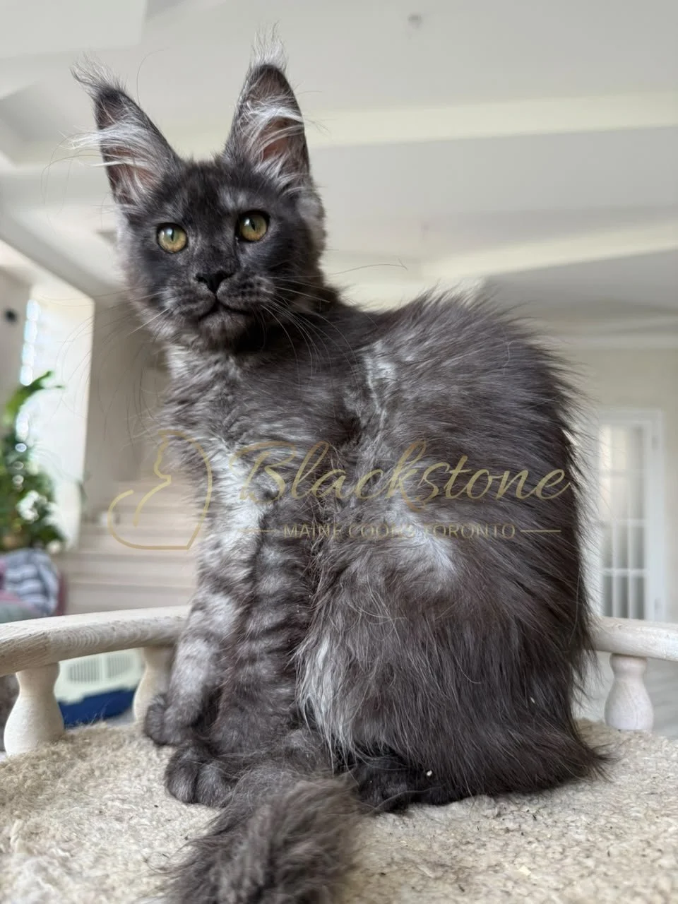 eZy Watermark_16-08-2026_09-40-02-0400PM.JPG