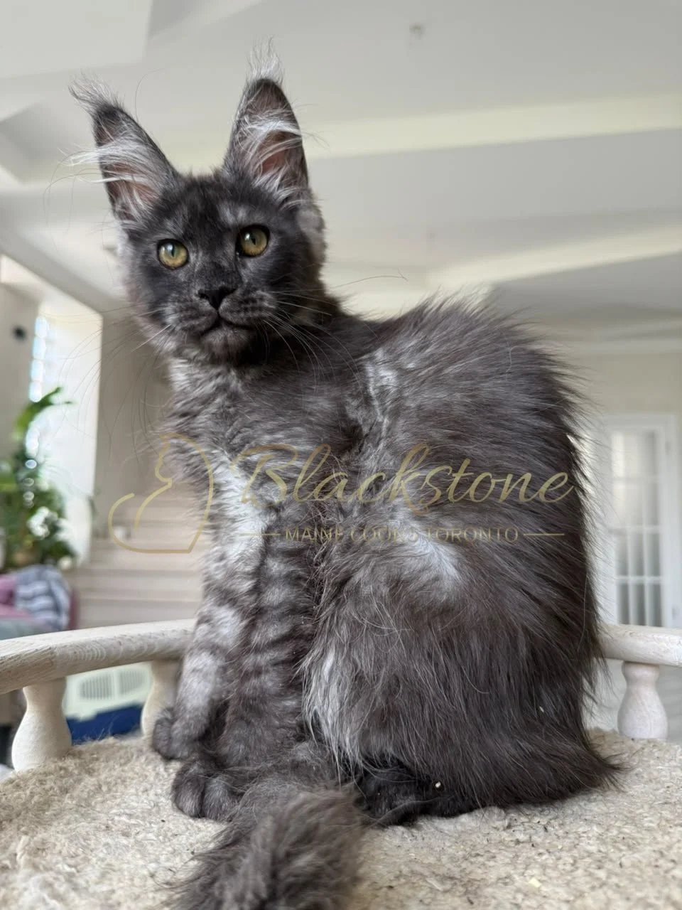 eZy Watermark_16-08-2026_09-40-02-2310PM.JPG