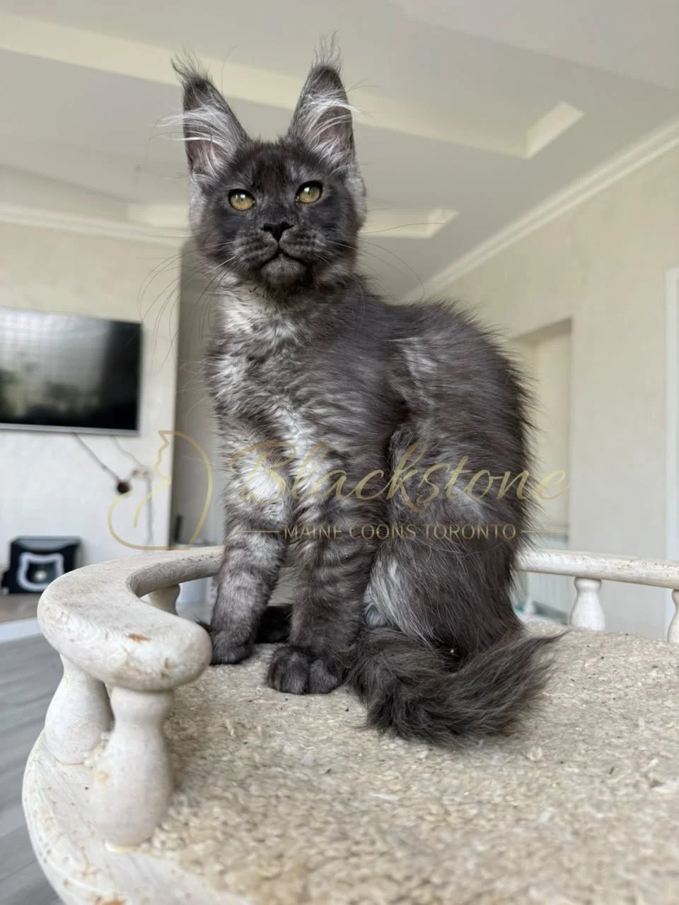 eZy Watermark_16-08-2026_09-40-02-3300PM.JPG