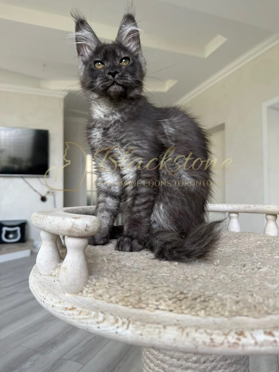 eZy Watermark_16-08-2026_09-40-02-4200PM.JPG