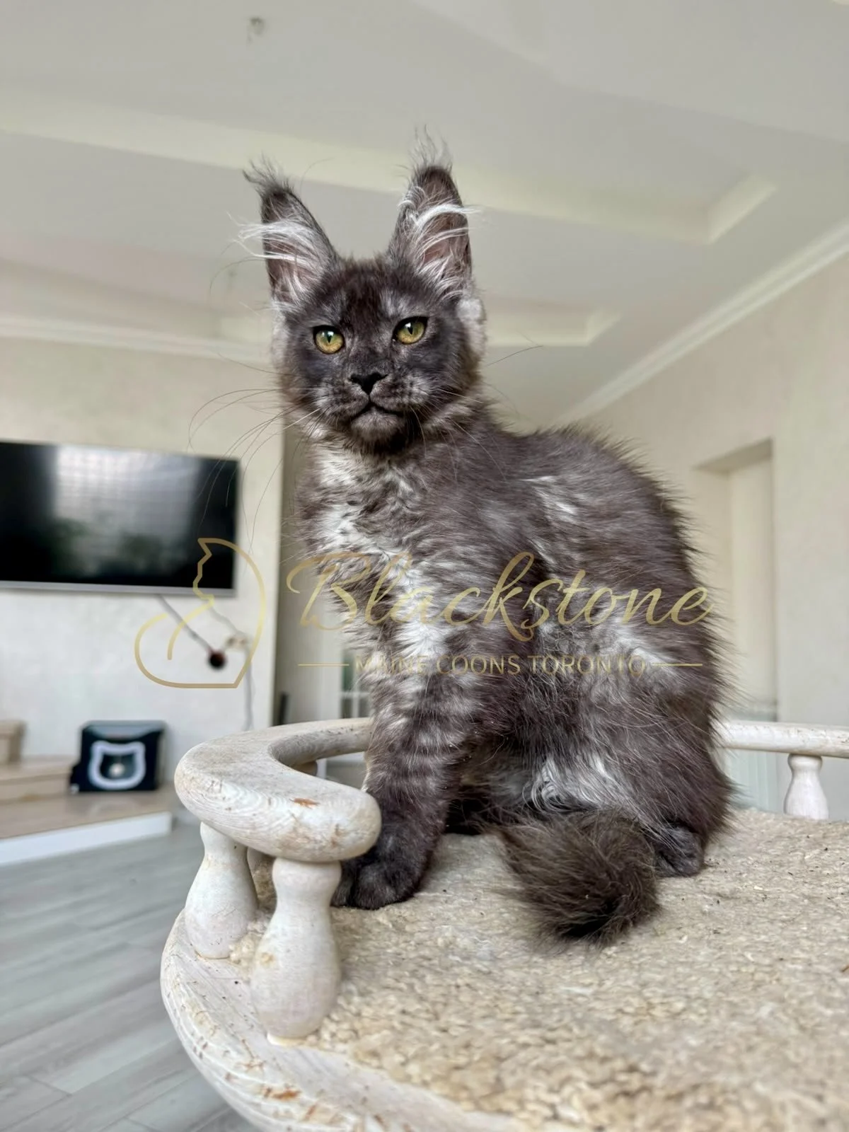 eZy Watermark_16-08-2026_09-40-02-5150PM.jpg