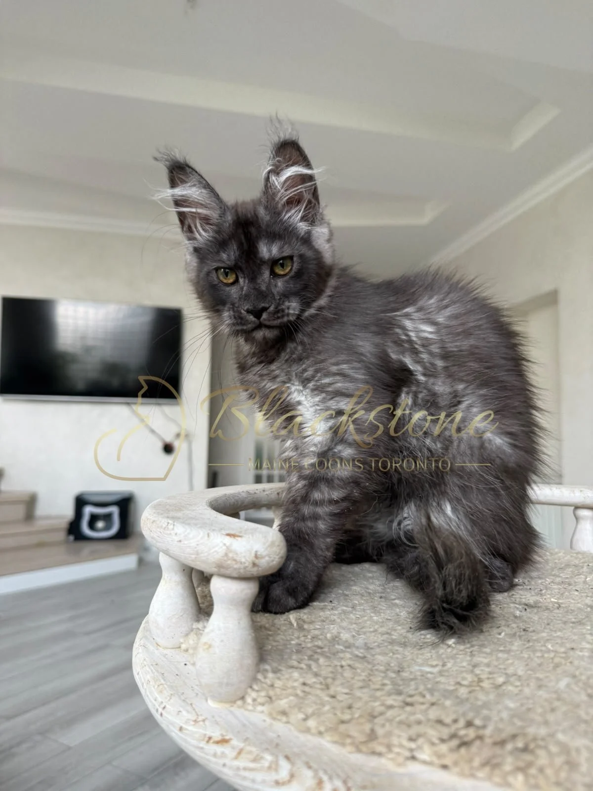 eZy Watermark_16-08-2026_09-40-02-6150PM.JPG