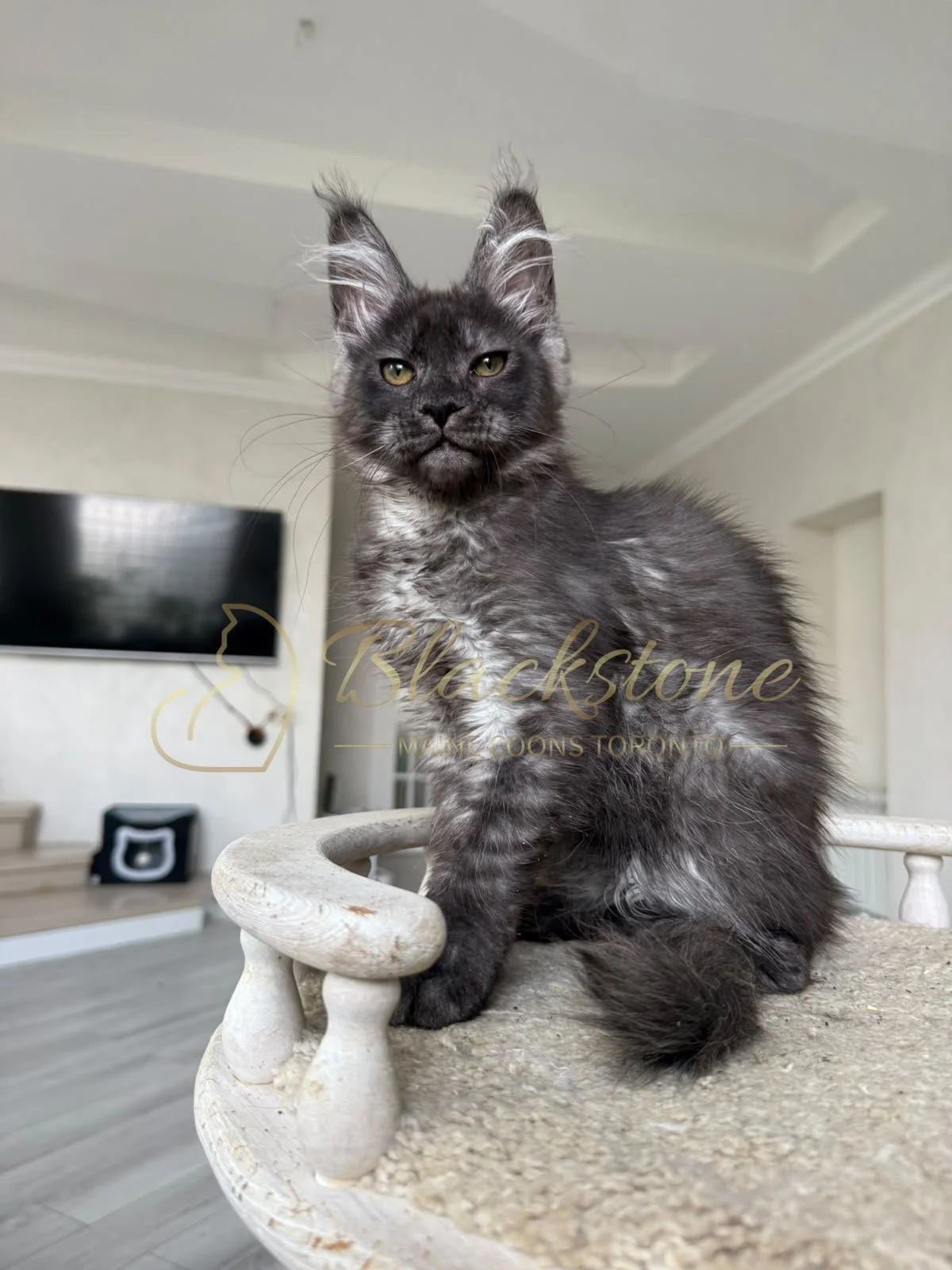 eZy Watermark_16-08-2026_09-40-02-7240PM.JPG