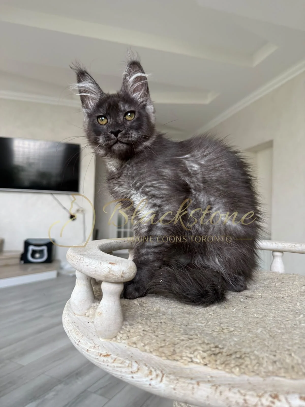 eZy Watermark_16-08-2026_09-40-02-8240PM.JPG
