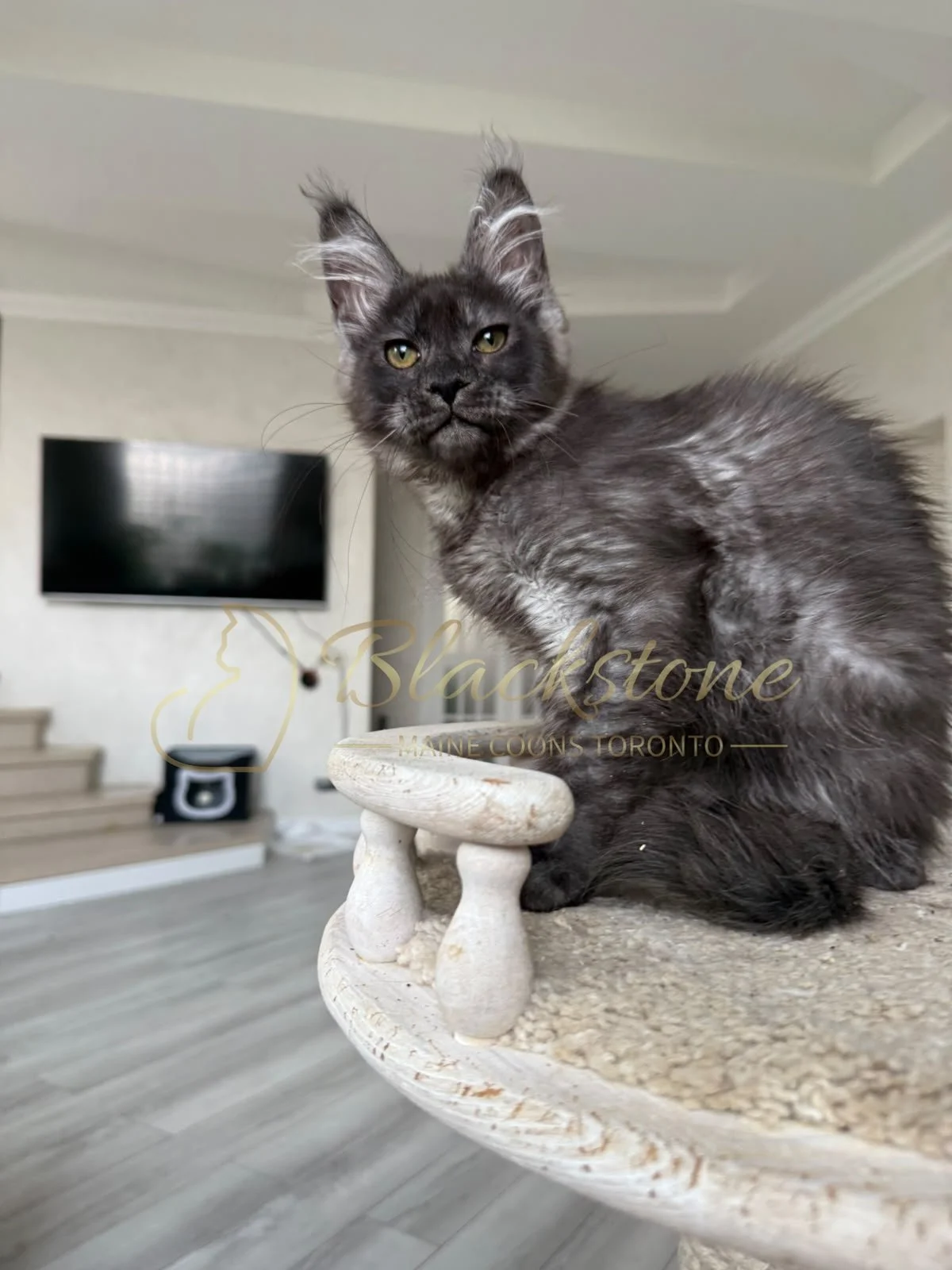 eZy Watermark_16-08-2026_09-40-02-9180PM.JPG