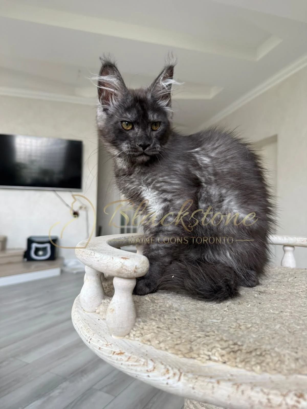 eZy Watermark_16-08-2026_09-40-03-0140PM.JPG