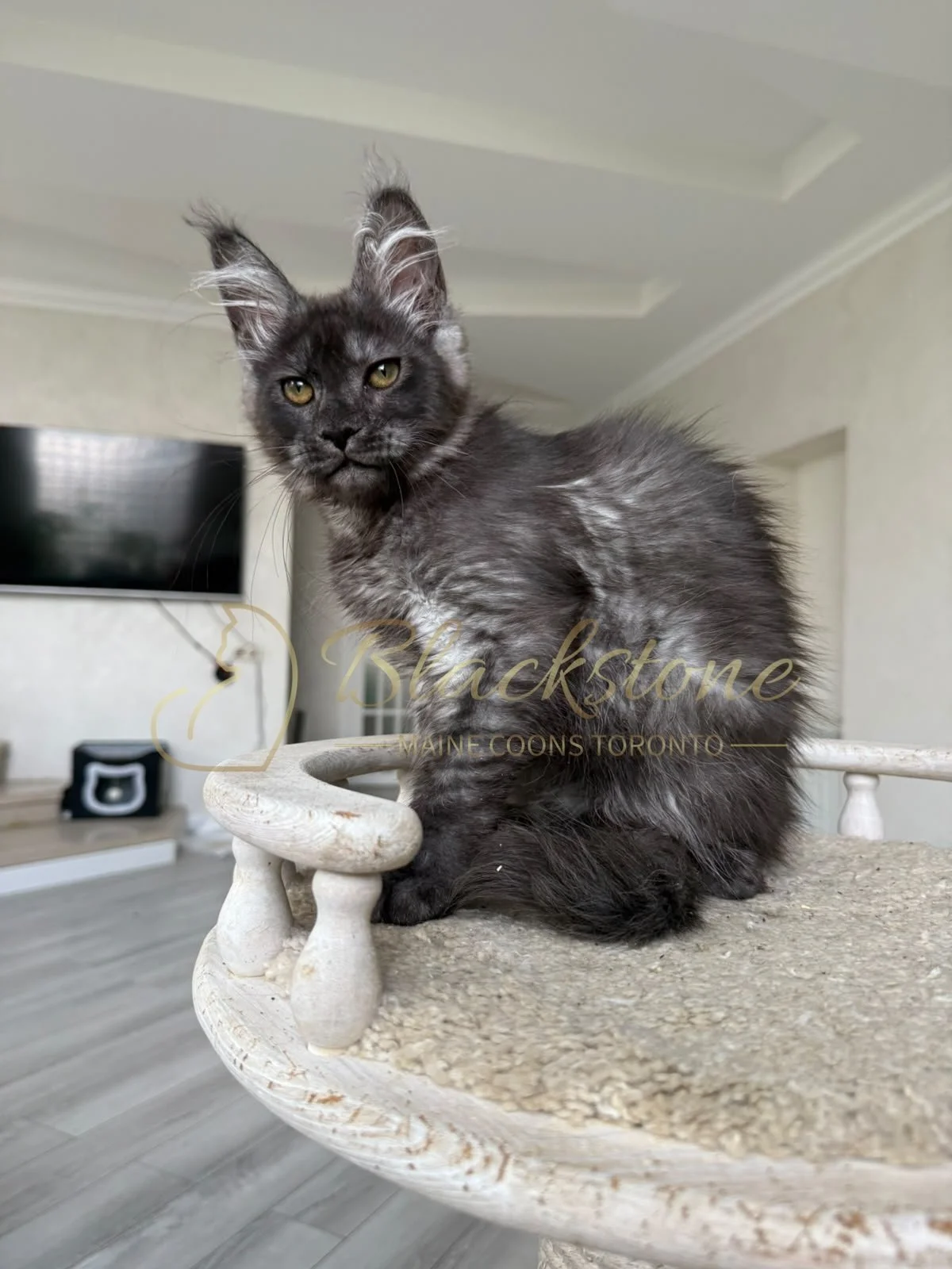 eZy Watermark_16-08-2026_09-40-03-1100PM.JPG
