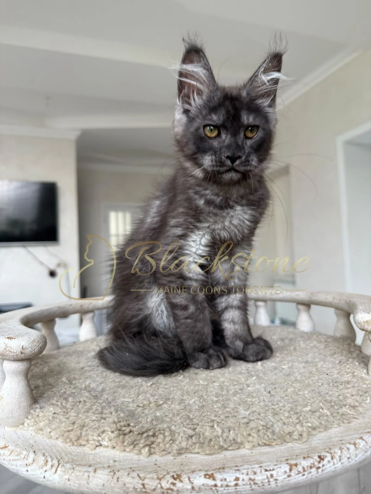 eZy Watermark_16-08-2026_09-40-03-2060PM.JPG